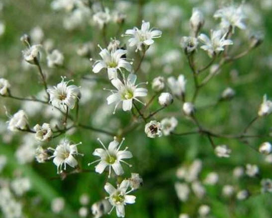 ยิปโซ (Gypsophila) ขาว / 100 เม็ด (UK)
