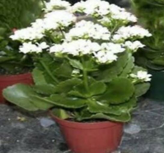 เมล็ดกุหลาบหิน (Kalanchoe) คละ / 100 เม็ด (China)
