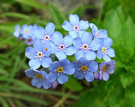 อัลไพน์ ฟอร์เก็ทมีน็อท สีฟ้า (Alpine Forget-me-not) สีฟ้า / 1,000 เม็ด (UK)
