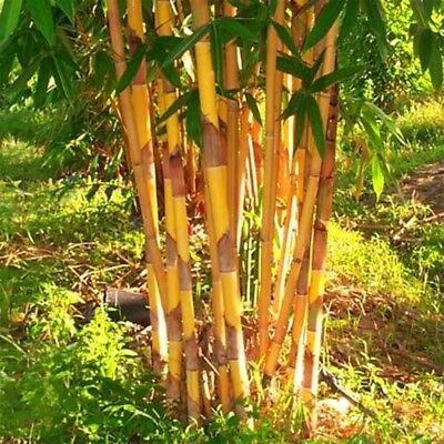 ไผ่โมโซ (Moso Bamboo) สีทอง / 20 เม็ด (นอก)