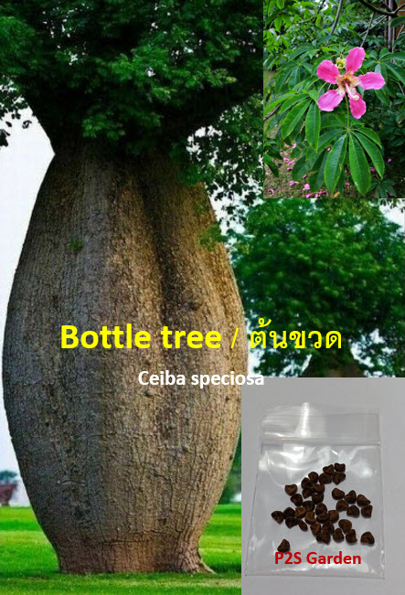 งิ้วชมพู ไหมจุรี Bottle Tree / 5 เม็ด (Portugal)
