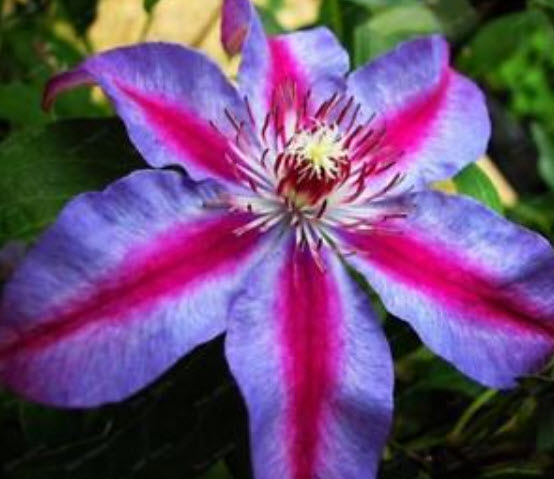 เคล็มแมททิส (Clematis) คละ / 100 เม็ด