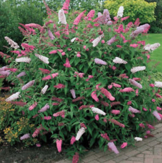 ราชาวดี (Butterfly Bush / Buddleia) คละ / 25 เม็ด