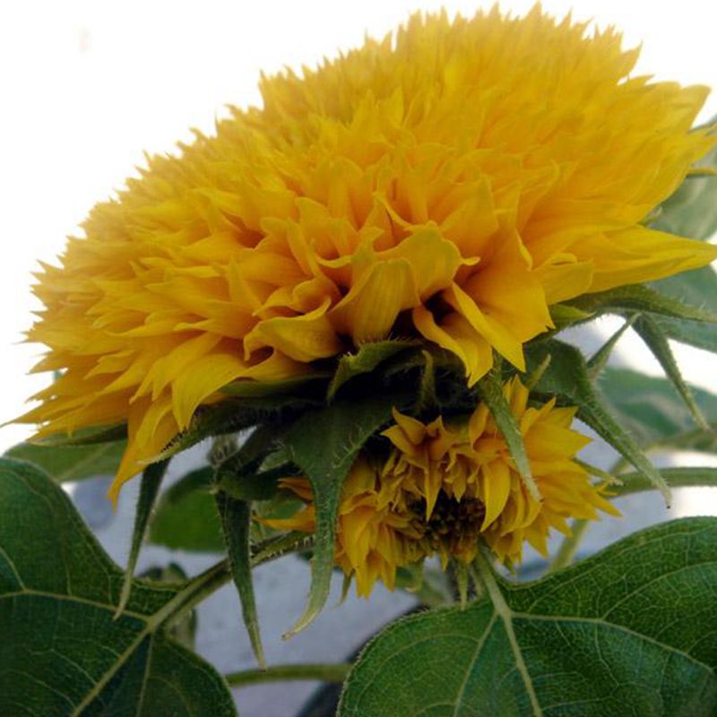 ทานตะวันดอกซ้อน (Double sunflower) / ซอง 20 เม็ด (A298)