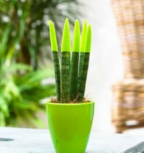 งาช้าง หรือลิ้นมังกร หางเสือ คละ / 25 เม็ด (นอก)