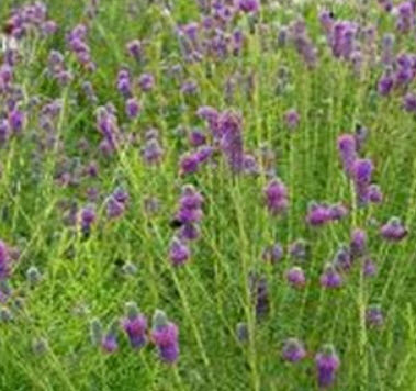 แพรรี่ โคลเวอร์ (Prairie Clover) สีม่วง / 500 เม็ด (USA)