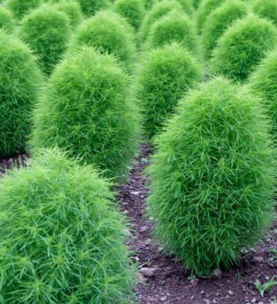 หญ้ากอเชีย (Kochia scoparia - Burning Bush) / 500 เม็ด (France)*