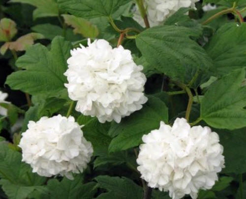 กิลเดอร์ โรส (Guelder Rose / Viburnum opulus) บอนไซ / 50 เม็ด (UK)