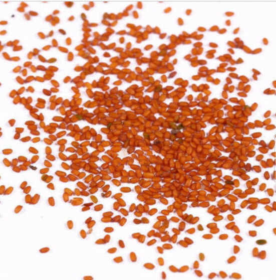 เปปเปอร์โรเมีย ใบแหลม (Watermelon Peperomia) / 50 เม็ด (China)