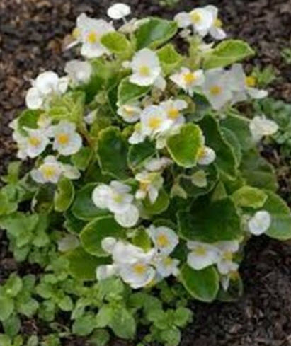 บิโกเนียใบมัน (Begonia Wax) สีขาว / 50 เม็ด (USA)