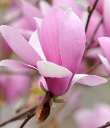 ต้นแมกโนเลีย เจน (Magnolia Jane) ดอกสีชมพูเข้มแกมแดง สูง 50-70 ซ.ม.