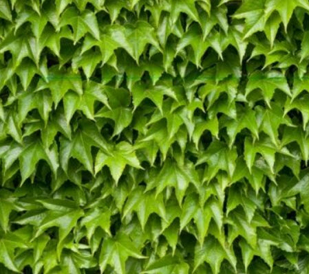 ไอวี่ สีแดง (Japanese Creeper Ivy) สีแดง / 45 เม็ด (UK)