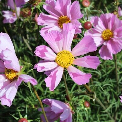 ดาวกระจาย ฮัมมิ่งเบิร์ด ไลแลค (Cosmos - Hummingbird Lilac) / 40 เม็ด (UK)