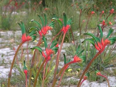 Red & Green Kangaroo Paw / 5 เม็ด (Australia)