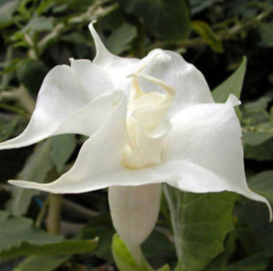 ลำโพงขาว (White Datura) / 15 เม็ด (P2S)