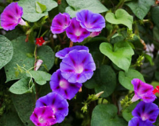 มอนิ่ง กลอรี่ (Morning Glory) คละ / 20 เม็ด (China)