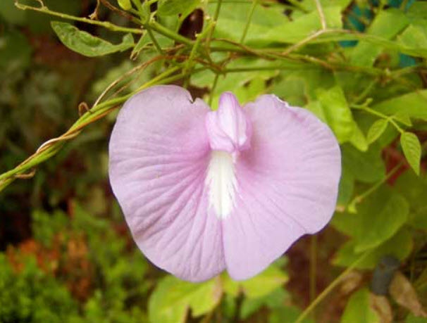 อัญชัน สีชมพู Clitoria ternatea Single Pink / 10 เม็ด (Sri Lanka)