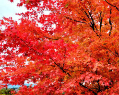 เมเปิ้ลอเมริกัน ออทั่ม เบลซ (Autumn Blaze) / 20 เม็ด