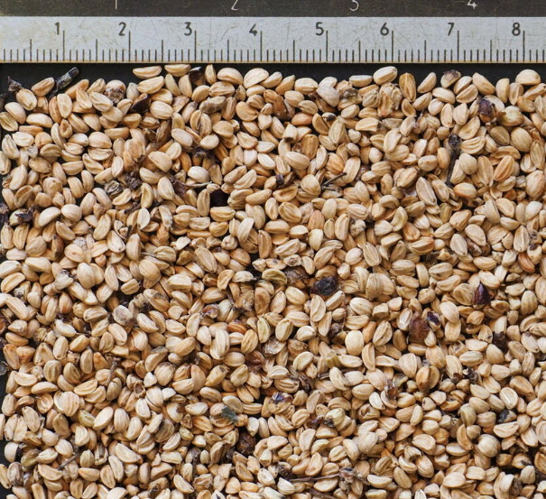 มาเต / มาชี / ชาบราซิล (Mate / Ilex paraguariensis) / 10 เม็ด (Spain)