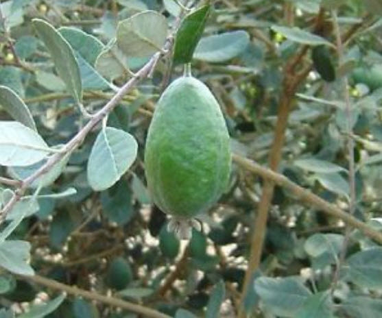 ฝรั่งเฟวโจว (Feijoa) / 10 เม็ด (USA)