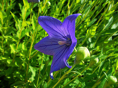 บอลลูน สีน้ำเงิน (Blue Balloon) / 25 เม็ด