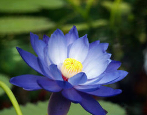 บัวสีฟ้าแซฟไฟร์ / 5 เม็ด (USA)