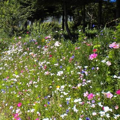 ดอกไม้ป่า (wildflowers) คละ สูง 35-50 ซ.ม. / ซอง 200 เม็ด (K001)