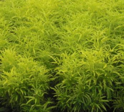 ต้นเล็บครุฑฝอย กระถาง สูง 30 - 50 ซ.ม. / ต้น