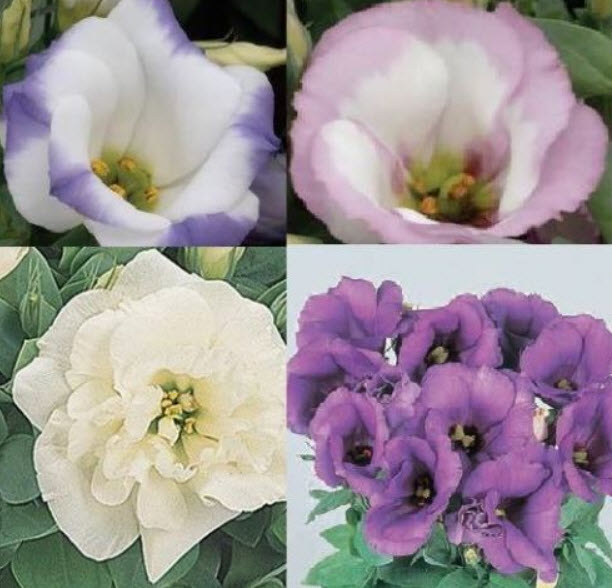 ไลซิแอนธัส - แซฟไฟร์ (Lisianthus - Sapphire) คละ / 10 เม็ด (UK)