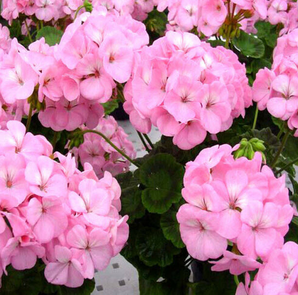 เจอราเนียม เอฟวัน (F1 Geranium - Appleblossom) / 10 เม็ด (UK)