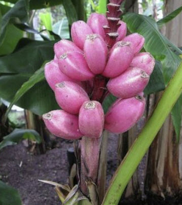 กล้วยรุ่งอรุณ หรือกล้วยดอกบัวอัสสัม (Musa Velutina) / 5 เม็ด (UK)