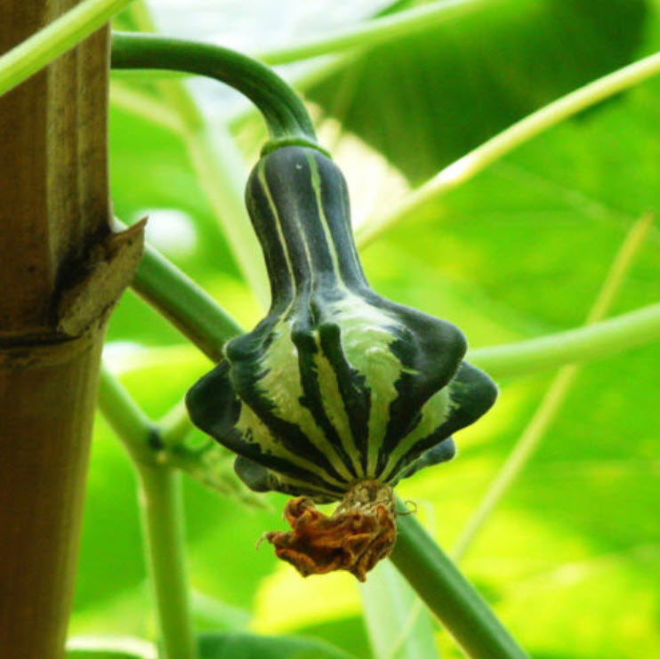 ฟักทอง (Pumpkin) / ซอง 6 เม็ด (B103)