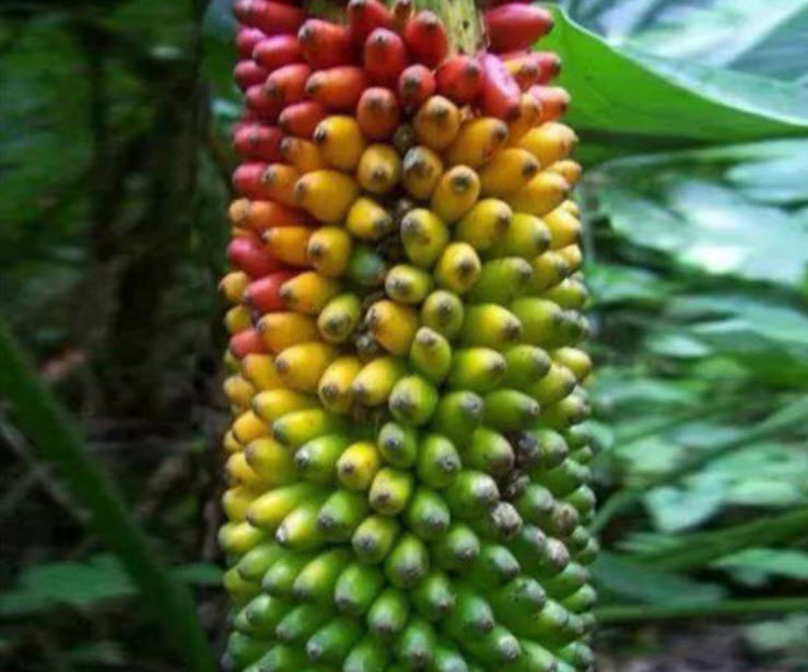 กล้วยแฟนซีบอนไซ / 100 เม็ด