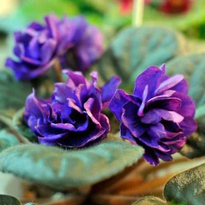 แอฟริกันไวโอเล็ต (African violet) สีม่วง / 50 เม็ด (China)