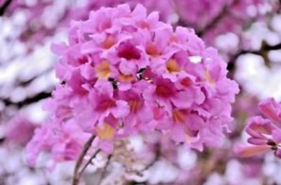 ศรีตรัง (Jacaranda mimosifolia) สีชมพู / 5 เม็ด (Brazil)