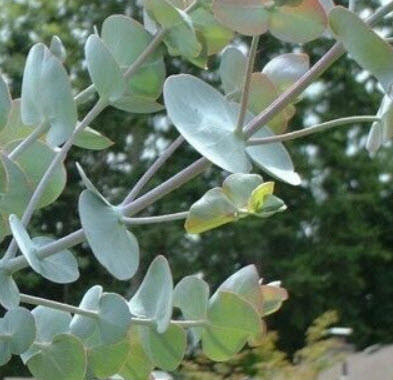 ยูคาลิปตัส เบบี้บลู (Eucalyptus - Baby Blue) / 10 เม็ด (Portugal)
