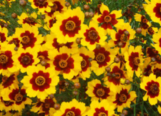 ดอกไม้ไหว (Coreopsis Drummondii) ดอกซ้อน / ซอง 50 เม็ด (A096)