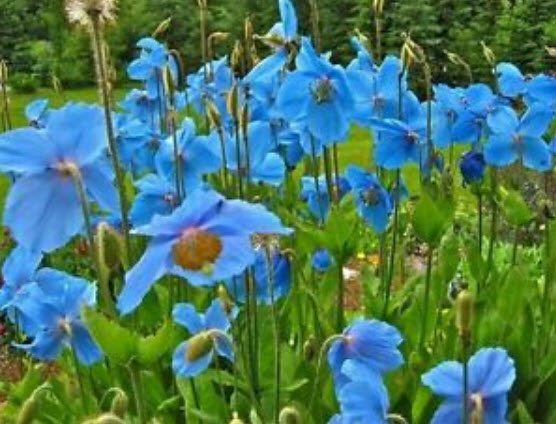 ป๊อปปี้ หิมาลายัน (Himalayan Poppy) สีฟ้า / 25 เม็ด