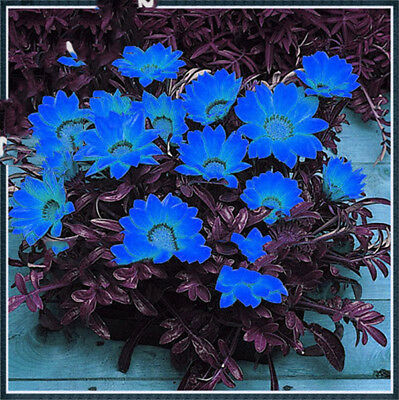 กาซาเนียแอฟริกา (Africa Gazania) คละ / 50 เม็ด