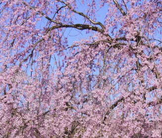 ซากุระ Shidare zaukra / 5 เม็ด (Japan)