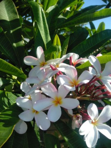 ต้นลีลาวดีแคระ Singapore Pink กระถาง 12 นิ้ว สูง 50 ซ.ม. ขึ้นไป / ต้น