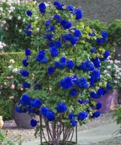 กุหลาบเลื้อยสีน้ำเงิน / 5 เม็ด (UK)