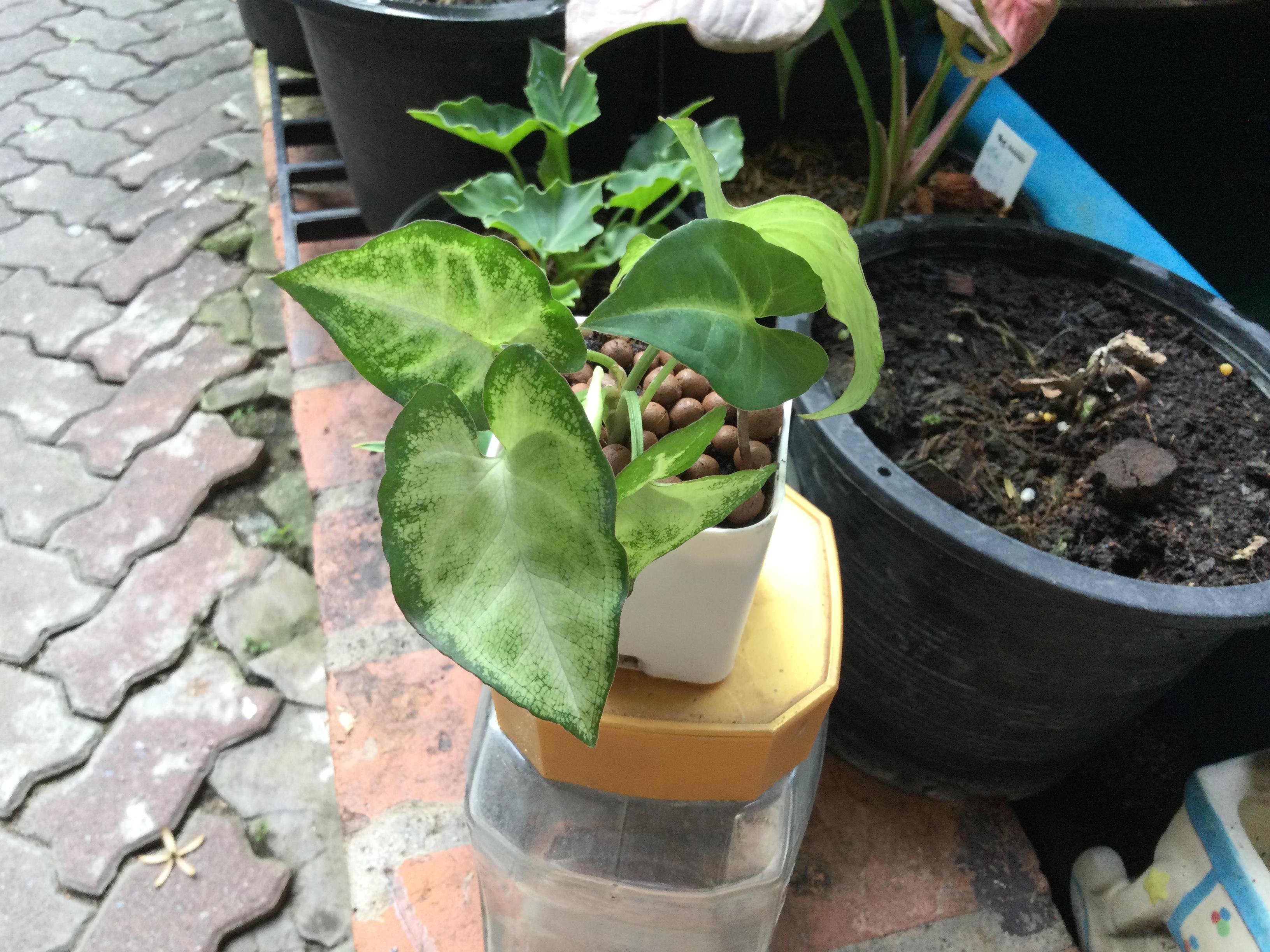 ต้นเงินไหลมาแคระ กระถางสี่เหลี่ยม 2 นิ้ว