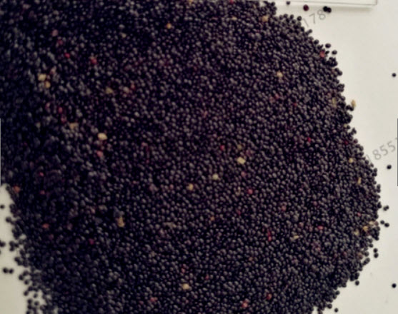 หงอนไก่ ฟลามิงโก้ (Flamingo Cockscomb) / 100 เม็ด