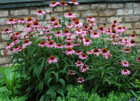 เอ็กไคนาเซีย - รูบี้สตาร์ (Echinacea - Ruby Star) สีม่วง / 300 เม็ด (UK)