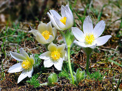 พาสคิว - อัลบา (Pasquale flower - Alba) สีขาว / 80 เม็ด (UK)