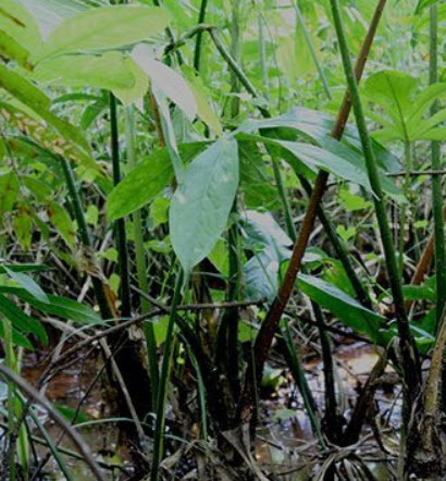 ต้นผักหนาม ถุงดำ สูง 30-50 ซ.ม. / ต้น (หายาก)