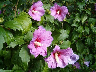 โรสออฟชารอน (Rose of Sharon) ม่วง / 15 เม็ด (Lithuania)