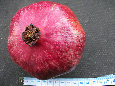 ทับทิม รูบี้ เรด (Ruby Red) ผลใหญ่ / 5 เม็ด (UK)