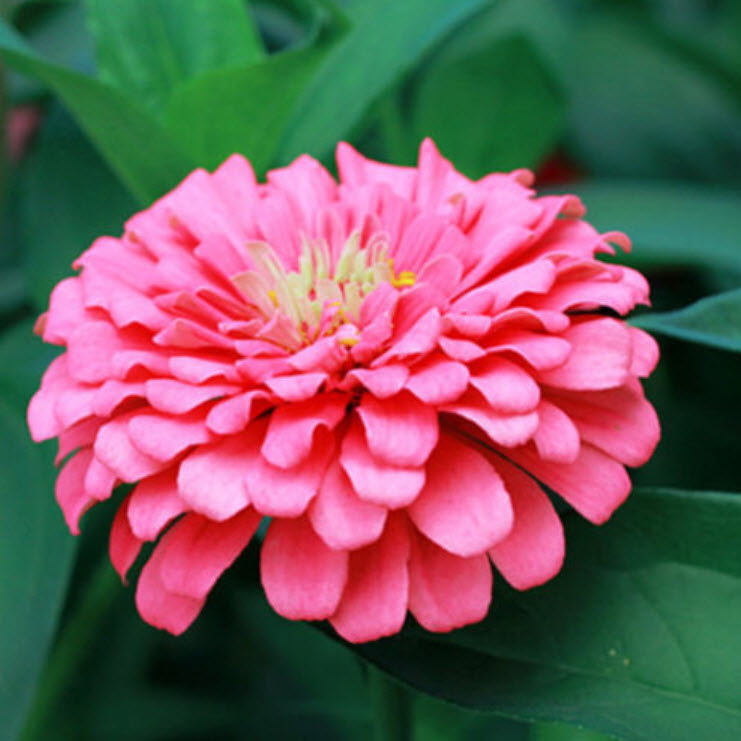 บานชื่น สีชมพูเข้ม ซอง 50 เม็ด (A014)